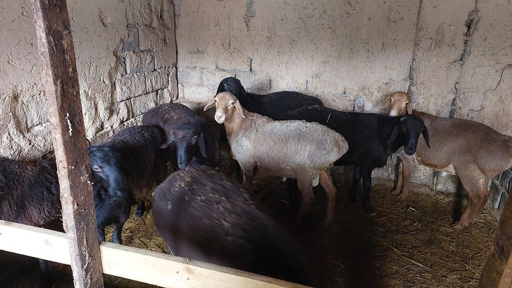 Qo'chqorlar sotiladi