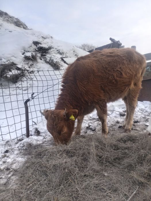 Сатам 1.5 жасар хабарласыңыздар