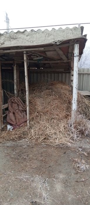 Mol uchun ut sorgo beda maysa