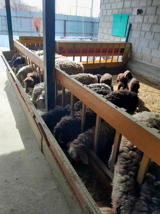 Откормленые кошкары