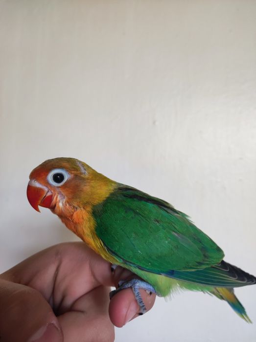 Ruchnoy popugay sotiladi