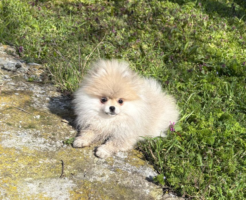 Померан мини чистокръвен fci