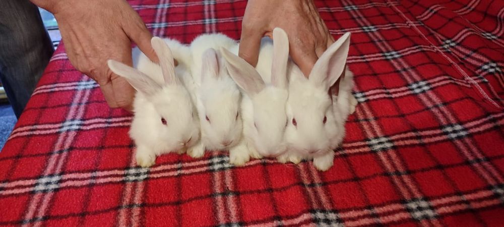 Кролики маленькие