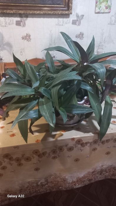 Продам домашние цветы