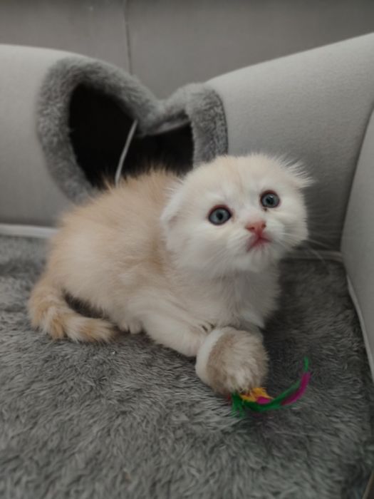 Котенок девочка готова к бронированию