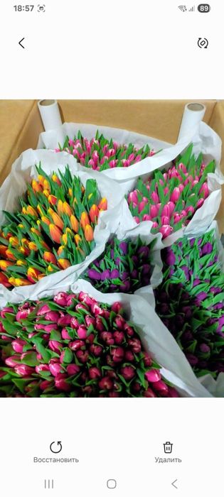 Тюльпаны красивые