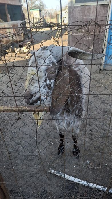 Tap anglonubian rasa pura