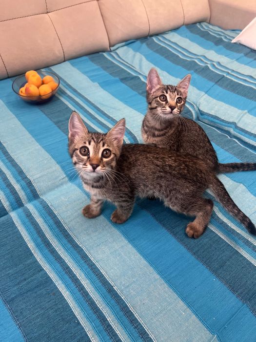 Котятя в добрые руки