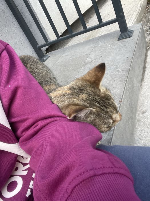 Urgent adopt pisicuta super prietenoasa