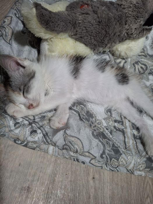 Отдам котенка в добрые руки