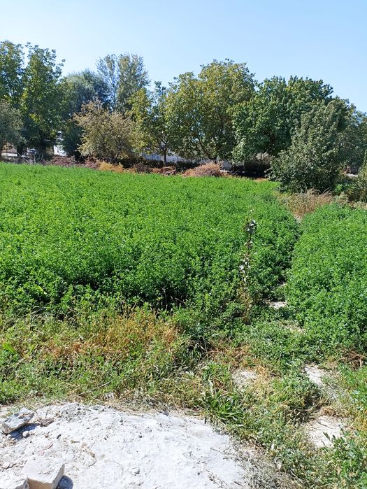 Beda sotiladi 20 sotix