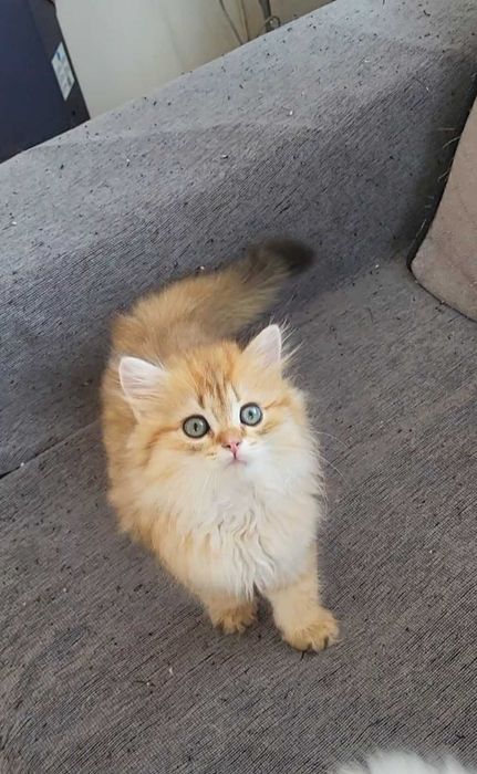 British Longhair Black Golden Shaded – Pedigree WCF, Părinți Campioni