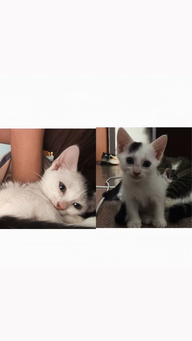 Отдаем котенка бесплатно
