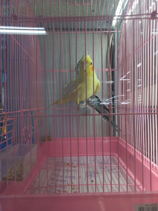 Карелла нимфа молодые