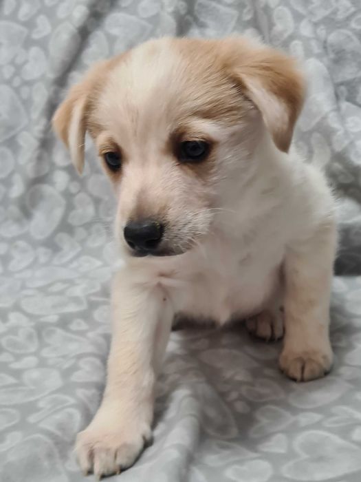 Отдам щенков в добрые руки