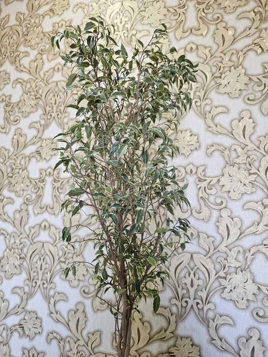 Продам комнатные цветы