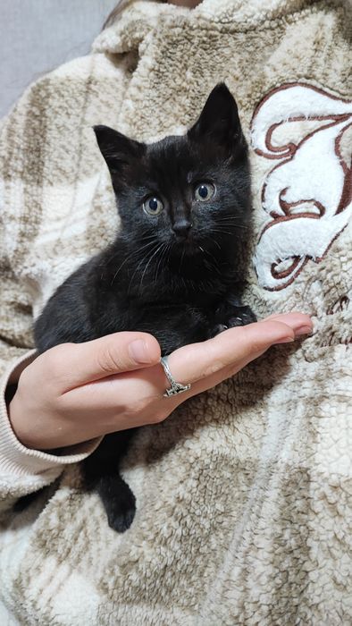 Котята ищут семью