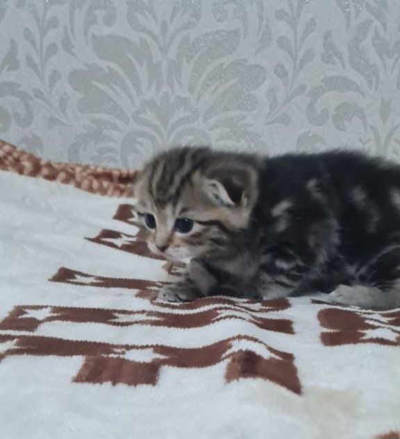 Продаются вислоухие котята