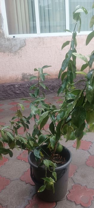 Лимон Павловский