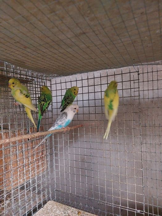 Qafas va qushlar sotiladi