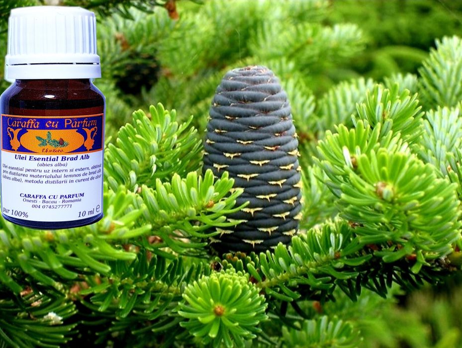 Ulei Esential de Brad Alb 10ml
