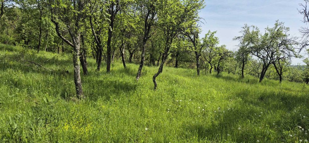 Se vinde teren situat într-o zonă liniștită, cu o suprafață de 3450 mp, include și o casa bătrânească (se poate vinde si partial din teren).