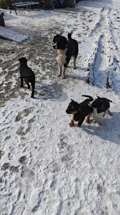 Donez 4 căței jucăuși