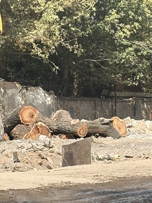 Дерево в крупном размере