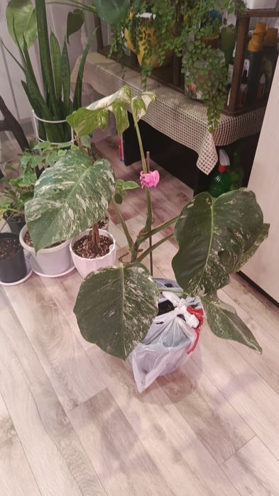 Продам  комнатные цветы