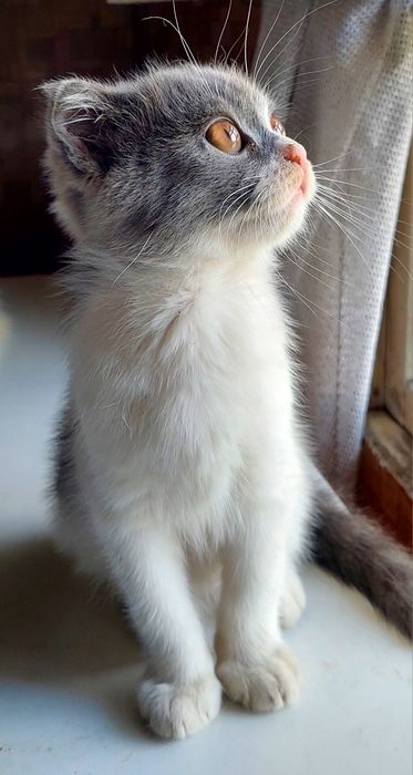 Отдам котят за фрукты 1 кг.