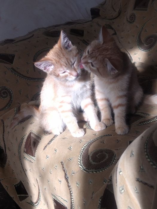 Отдам котяток мальчик и девочка