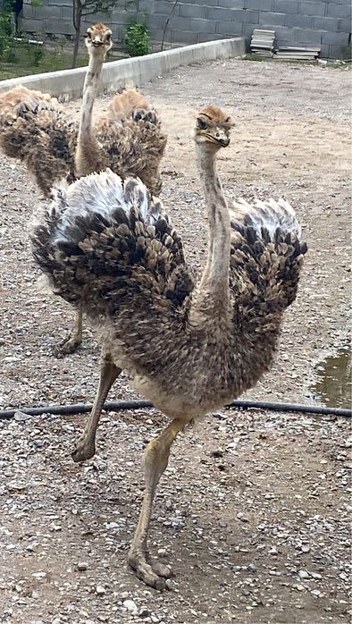 2 страусенка страусы