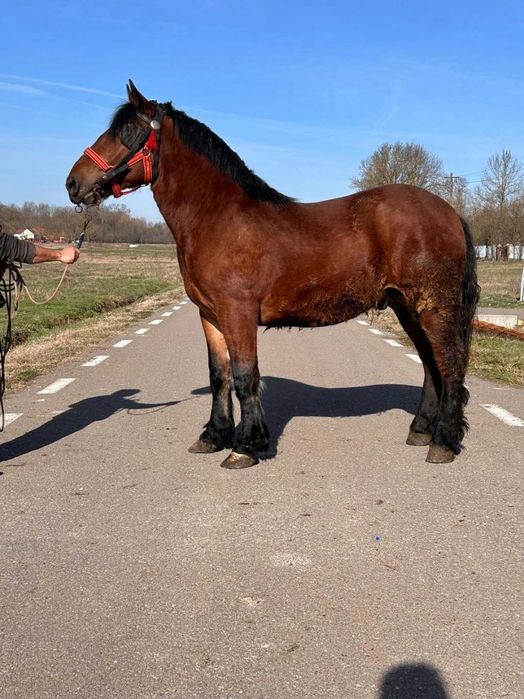 Vând mânz de 1 ani și 9 luni