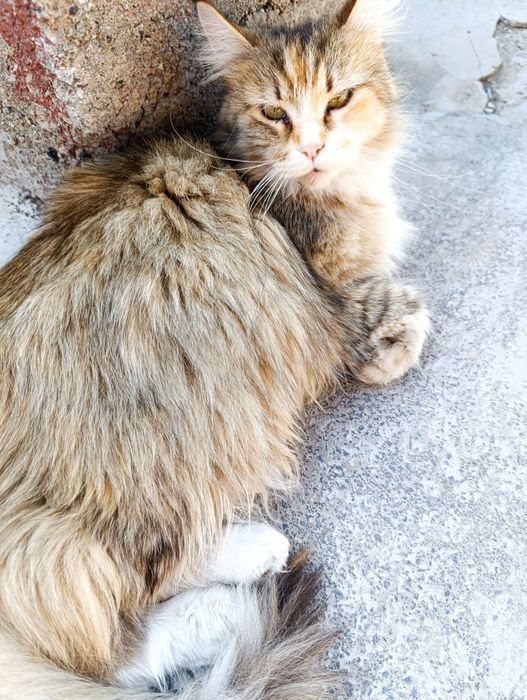 Котята 1 месяц ( 2 девочки, 1 мальчик )