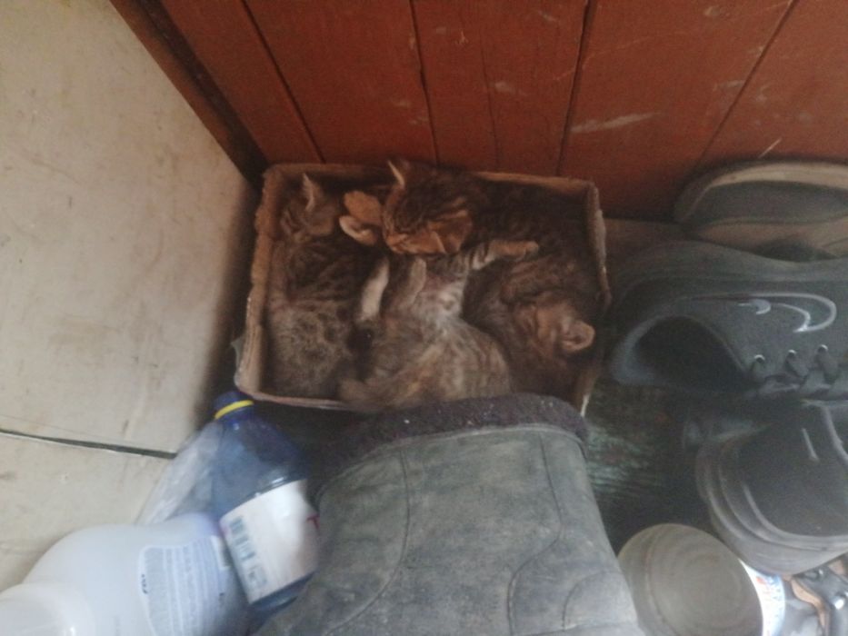 Отдам котят в хорошие руки