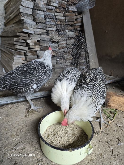 Петлета сив бракел