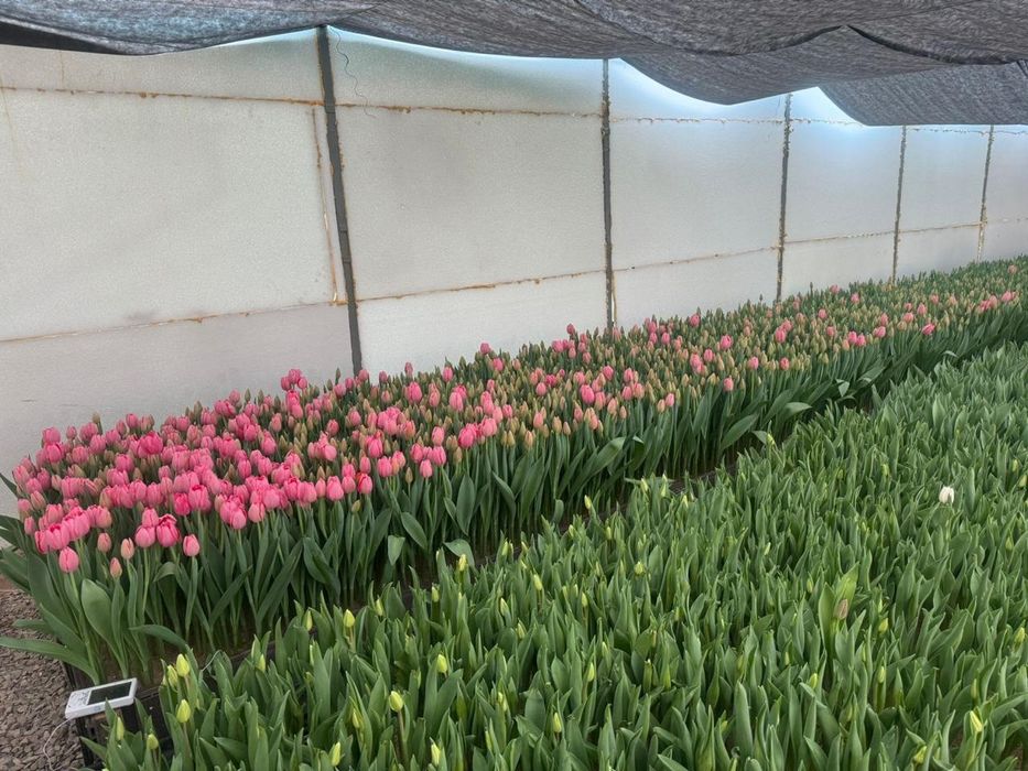 Тюльпаны предзаказ