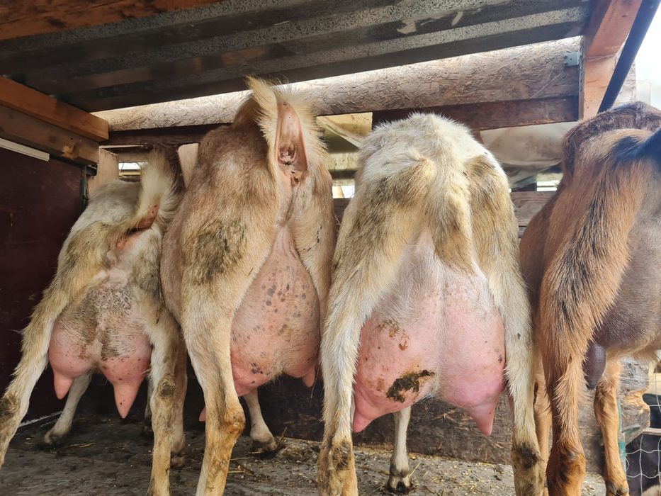 Capre saanen,anglonubian,metiss,iezi