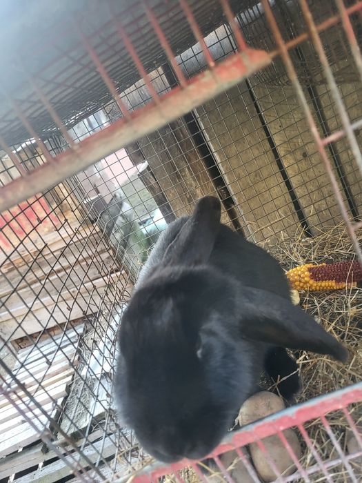 Vând toți iepurii  de se văd în poză