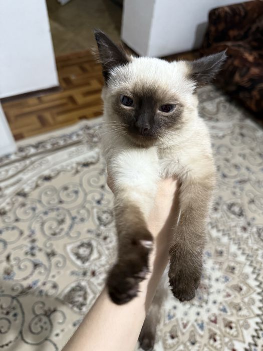 Сиамские котята продается