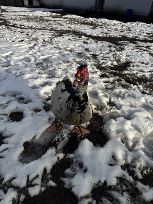 Vand doi ratoi lesesti