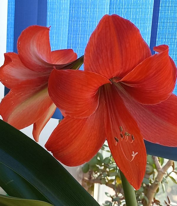 Детку от амариллиса