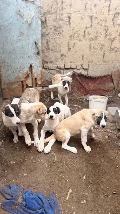 Продам шенят все девочки