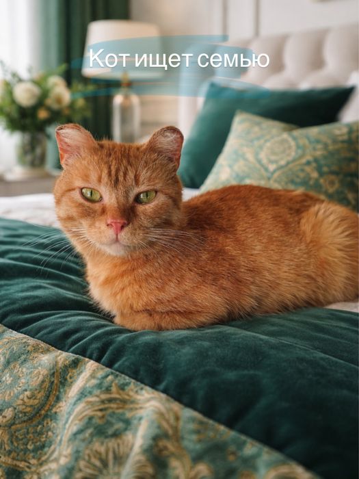 Кот БАТОН ищет семью. Рыжий