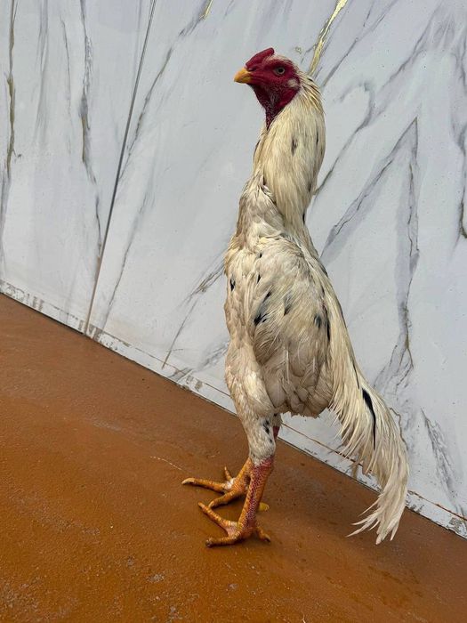 Шамо джуджя продаётся