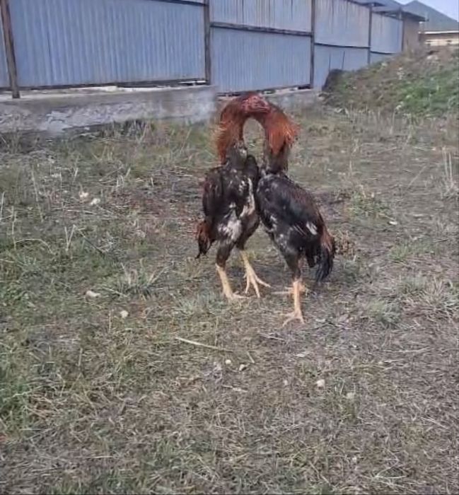 Продам. Бойцового петуха