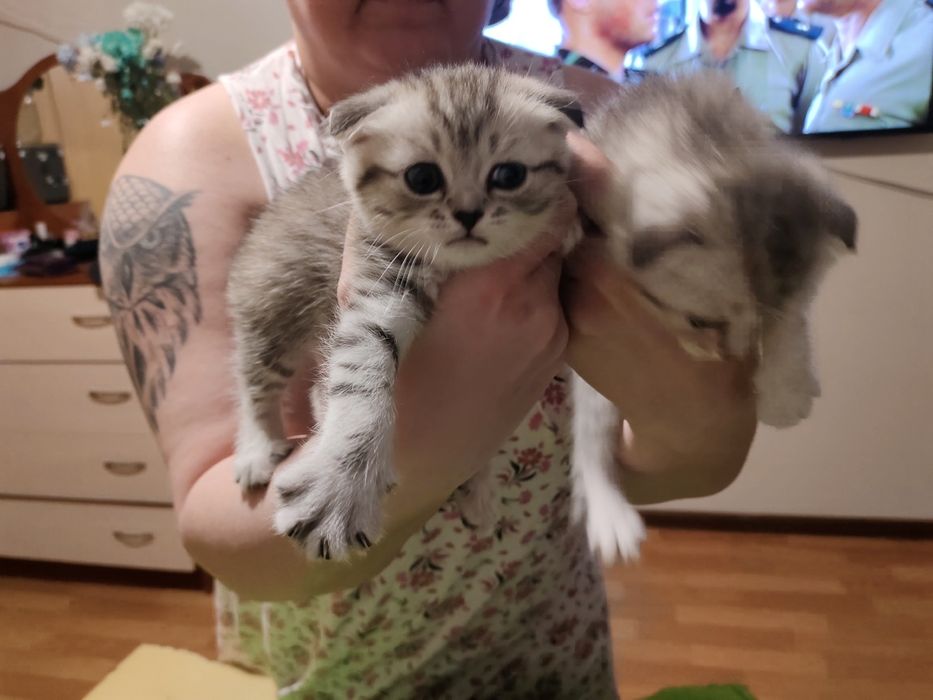 Продаю котят 2 мальчика, 3 девочки