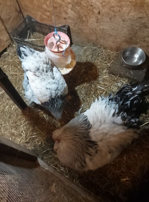 Brahma HD de vânzare