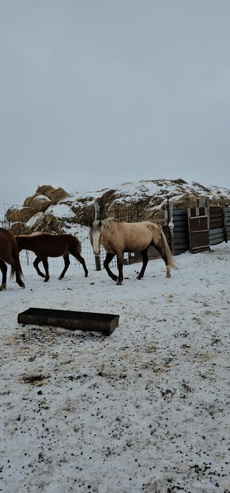 Айғыр сатылады жабы қазақы