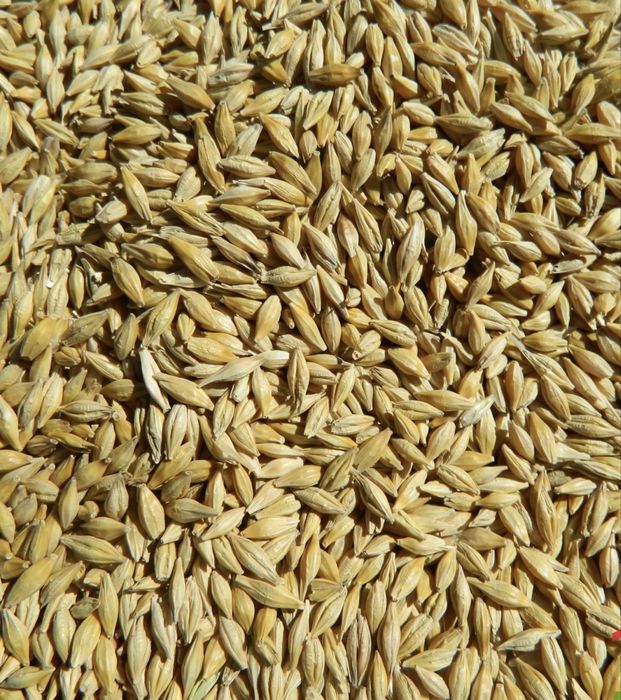 Продам ячмень хорошего качество